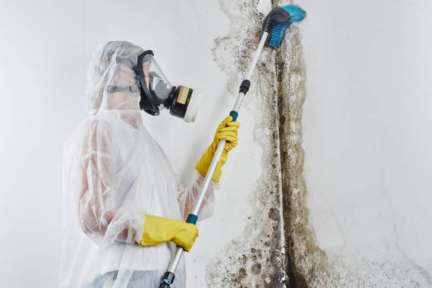 Biohazard Mold Removal in Cedar Falls, IA