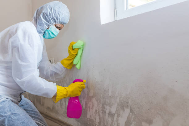 Mold Removal for HVAC Installations in Cedar Falls, IA